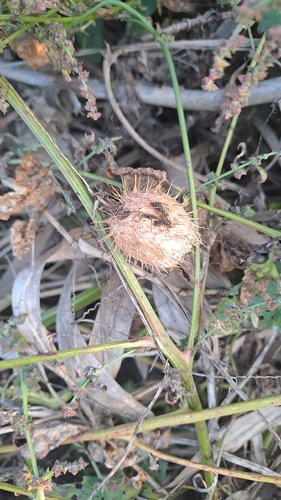 prickly cucumber