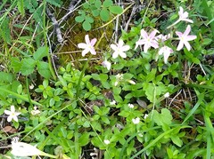 Phlox adsurgens