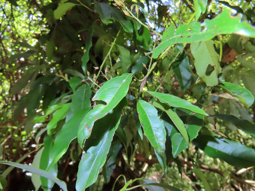 Itea parviflora observed 2026-09-28