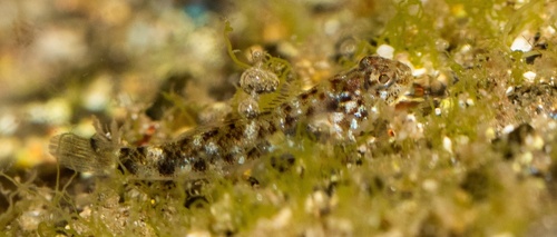 Bathygobius cocosensis observed 2026-10-10