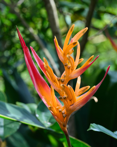 Heliconia psittacorum observed 2026-09-22
