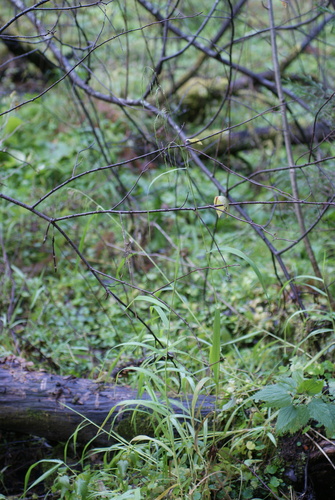 Cinna latifolia observed 2026-10-10