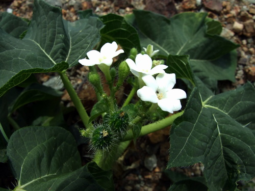 Cnidoscolus aconitifolius image