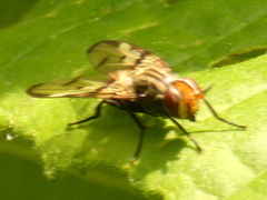 Otites formosa