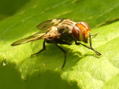 Otites formosa