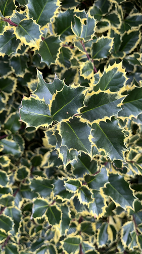 European holly