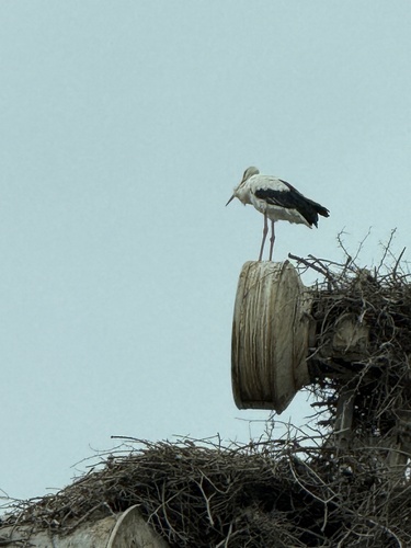 White Stork