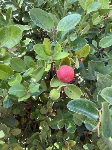 Natal Plum