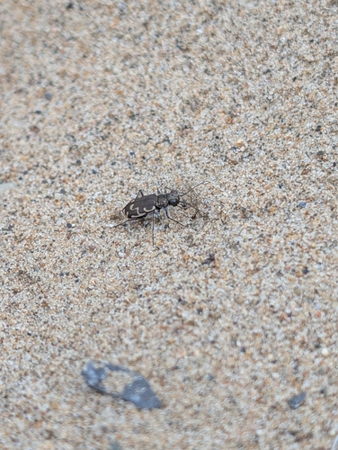 Bronzed Tiger Beetle