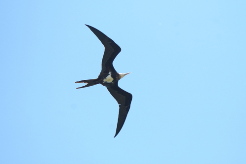iNaturalist image
