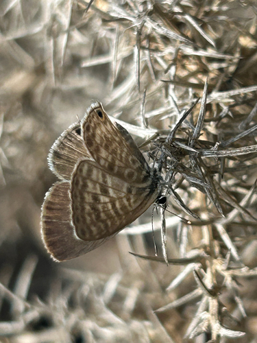 Lang's Short-tailed Blue