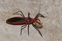 Repipta fuscipes