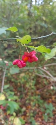 Spindle