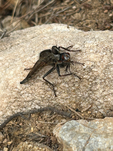 Machimus pilipes