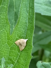 Coelostathma discopunctana