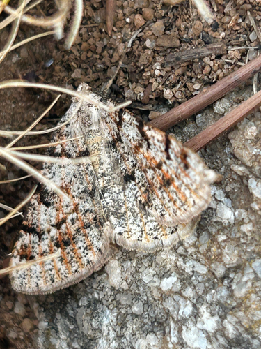 Isturgia miniosaria