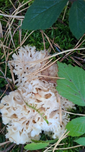 Cauliflower Fungus