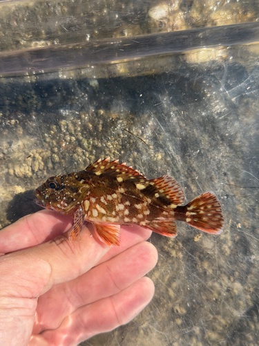 Sebastiscus observed 2026-10-10