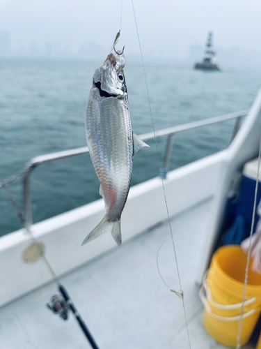 Sardinella zunasi observed 2026-07-03