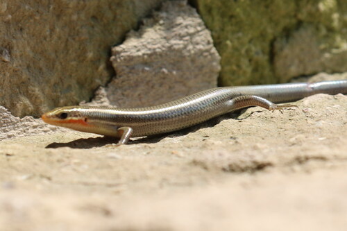 Four-lined Skink