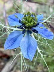 Nigella