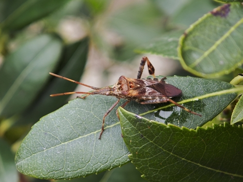 Western Conifer Seed Bug