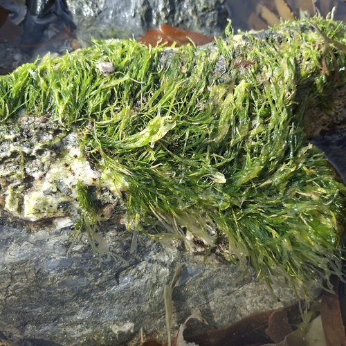 Ulva intestinalis observed 2026-10-10