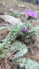 Psephellus declinatus