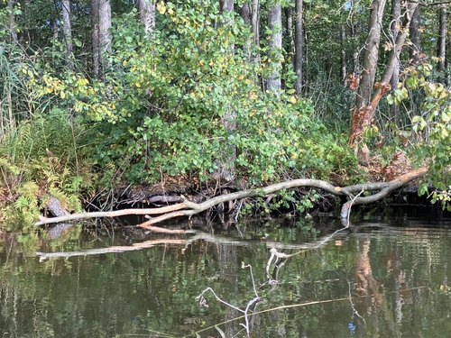 Eurasian Beaver