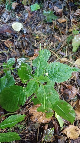 small balsam