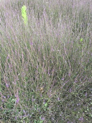 Verbena menthifolia