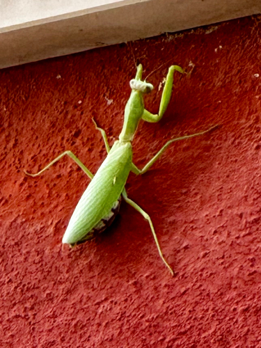 Transcaucasian Giant Mantis