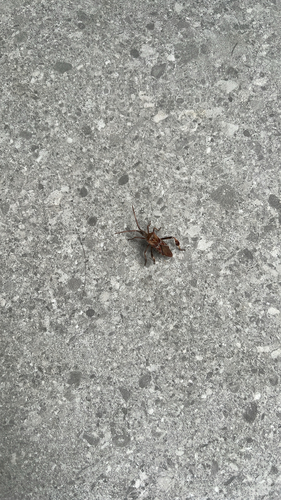 Western Conifer Seed Bug