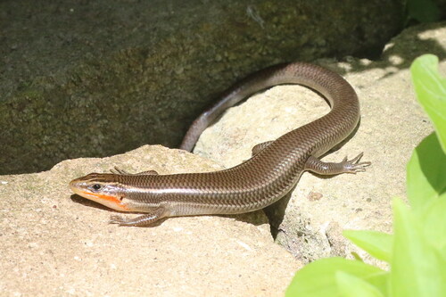 Four-lined Skink