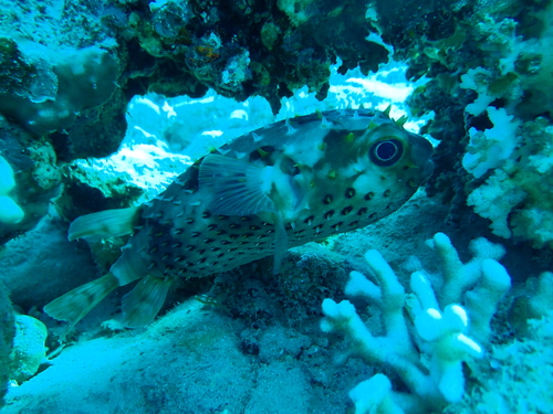 Cyclichthys spilostylus observed 2026-09-27