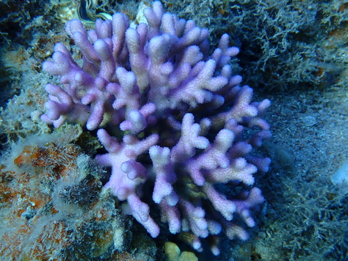 Stylophora observed 2026-09-27