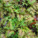 Stairstep Moss - Photo (c) Sheila, some rights reserved (CC BY-NC-ND)