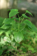 Smilax ecirrhata