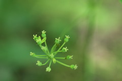 Smilax ecirrhata