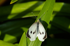 Pieris brassicae azorensis
