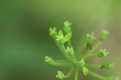 Smilax ecirrhata