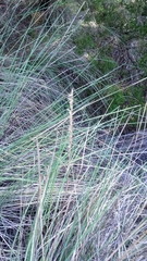 Muhlenbergia lindheimeri
