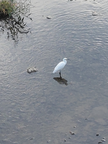 Little Egret