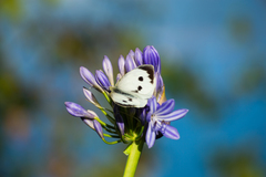 Pieris brassicae azorensis