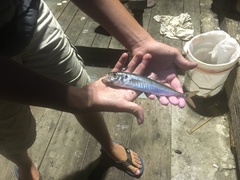 Trachurus symmetricus