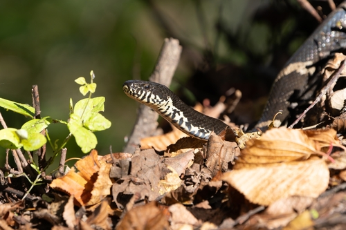 Manchurian Black Ratsnake