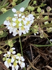 Cochlearia officinalis