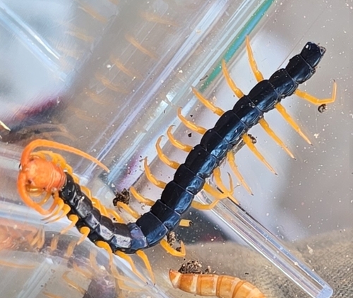 Giant Desert Centipede