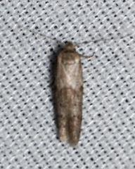 Hypatopa punctiferella