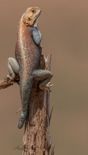 Bibron's Agama